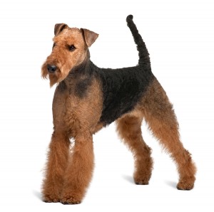Airedale Terrier (2 years old)