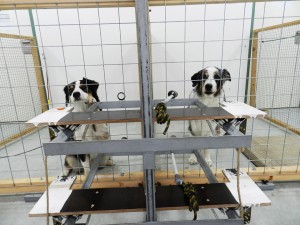 Der Entscheider-Hund (rechts) kann dem Empfänger-Hund (links) ein Leckerli ermöglichen. (Foto: Mylène Quervel-Chaumette/Vetmeduni Vienna)