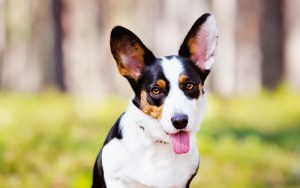 Hunde erinnern sich ähnlich wie wir – Forscher haben herausgefunden, dass Hunde über ein episodisches Gedächtnis verfügen.