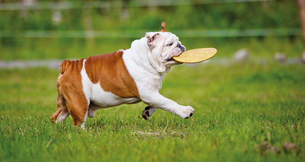 Rasseportrait: die Englische Bulldogge - YOUR DOG Hundemagazin