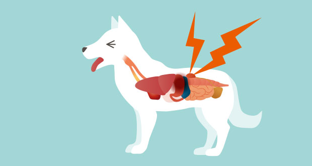 Chip etiket Elektrisk Morbus Cushing - hormonelle Erkrankung – YOUR DOG Hundemagazin