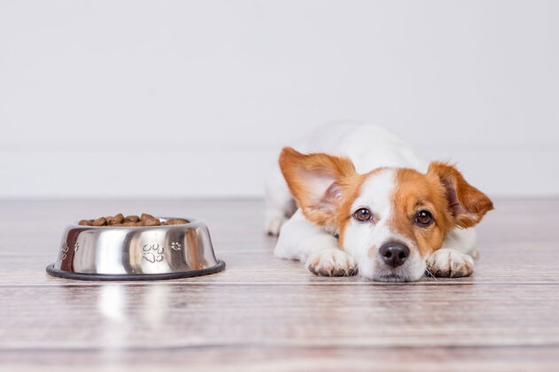 Sodbrennen Tipps gegen Reflux beim Hund YOUR DOG Hundemagazin
