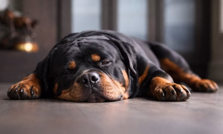 CBD Öl für Hunde: Ein natürliches Beruhigungsmittel