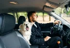 ungesicherter Hund ein Risiko im Auto