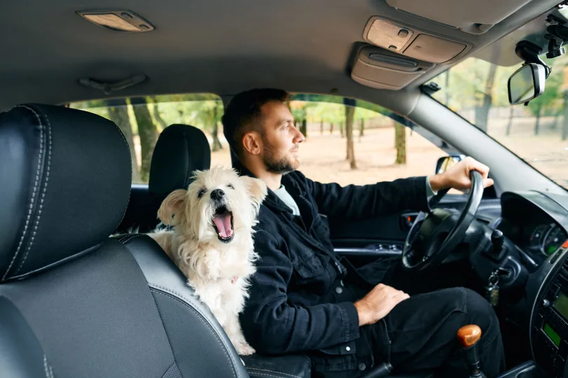 ungesicherter Hund ein Risiko im Auto