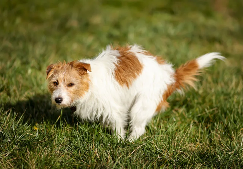 Durchfall beim Hund