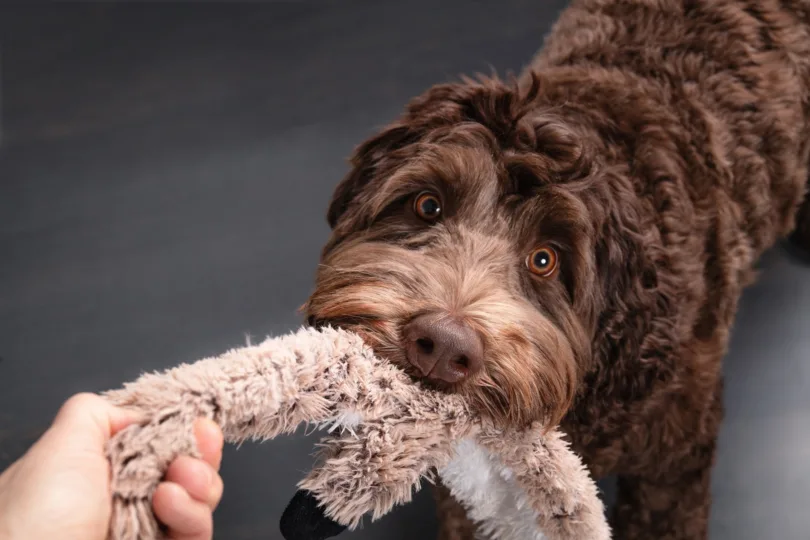 ein Hund spielt mit einem Stofftier