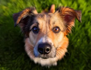 Hunde unterstützen im Spiel