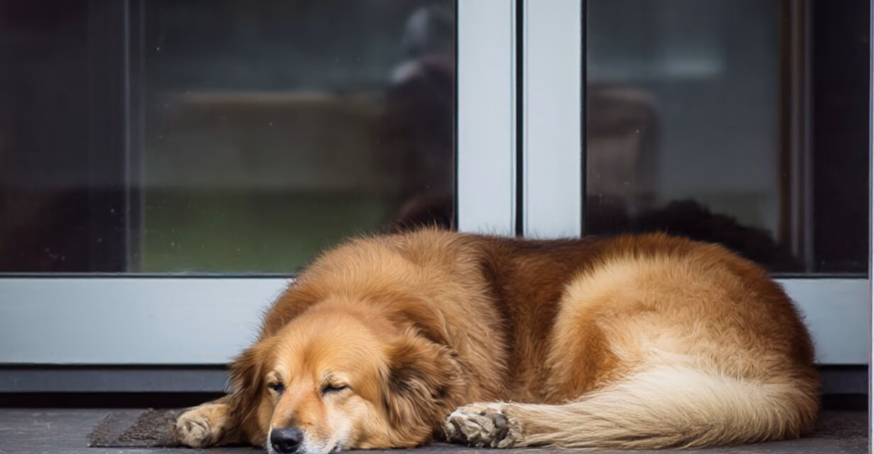 Doppeltüren öffnen – Neue Wege in Haltung & Vertrauen mit Ihrem Hund