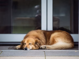 Hund liegt vor Doppeltüre