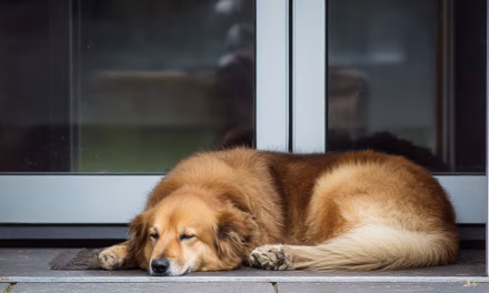 Doppeltüren öffnen – Neue Wege in Haltung & Vertrauen mit Ihrem Hund