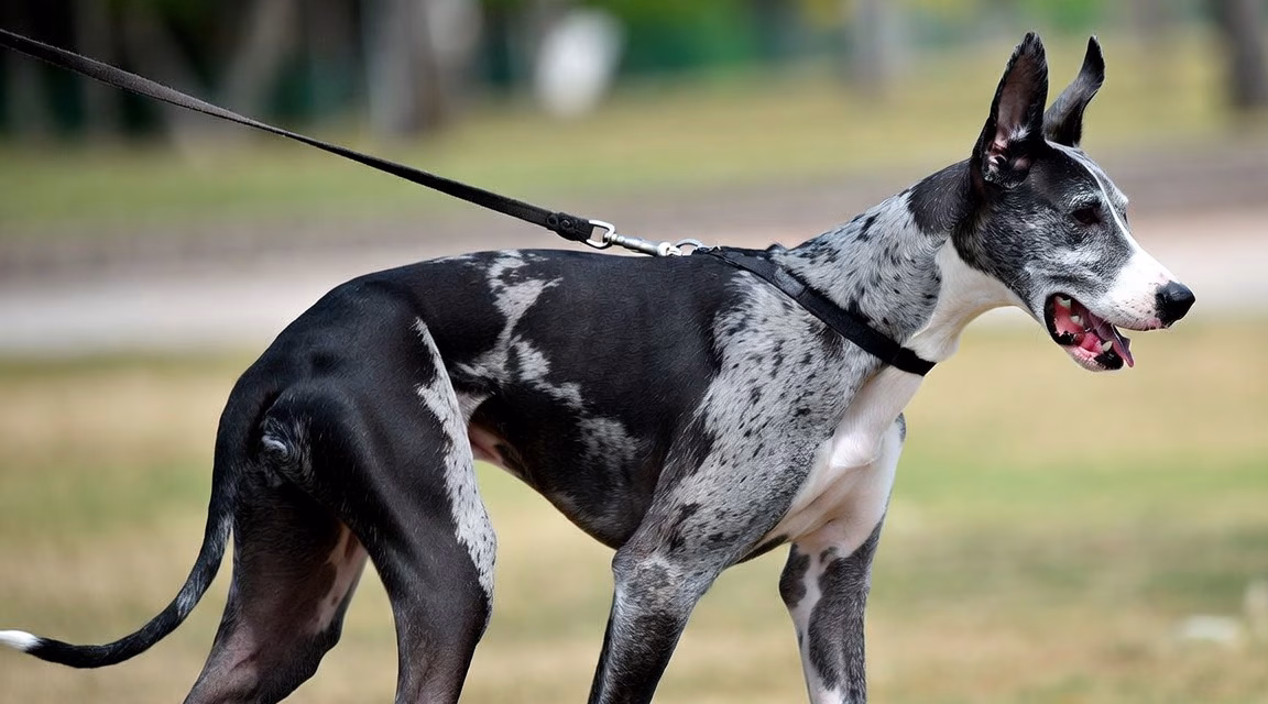 Warum mein Hund nur an der Leine aggressiv wirkt – und was wirklich dahintersteckt