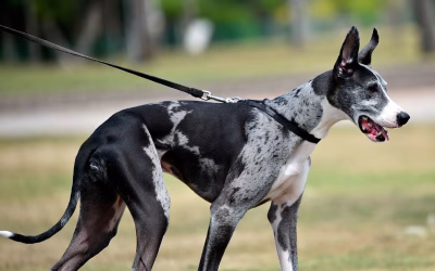 Warum mein Hund nur an der Leine aggressiv wirkt – und was wirklich dahintersteckt