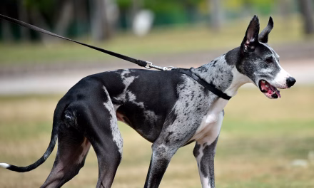 Warum mein Hund nur an der Leine aggressiv wirkt – und was wirklich dahintersteckt
